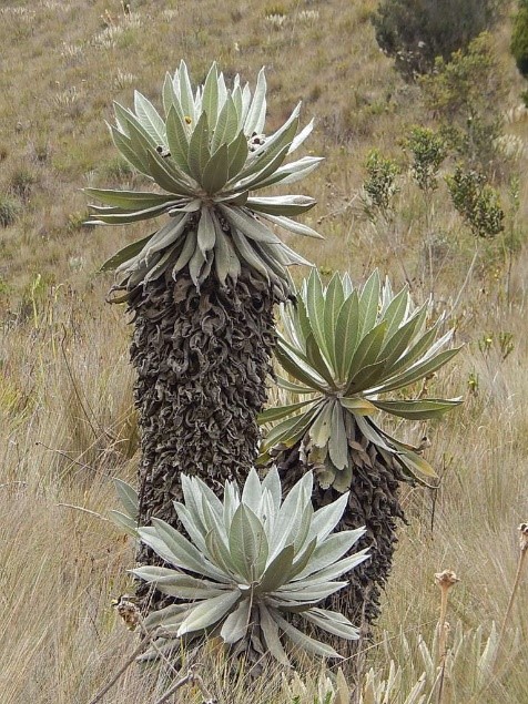 tres frailejones en su espacio natural