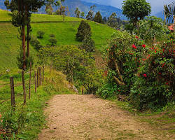 sendero que tiene en sus bordes cultivos de café en las montañas de colombia en choachi cundinamarca