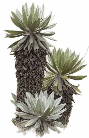imagen sin relleno de tres los frailejones