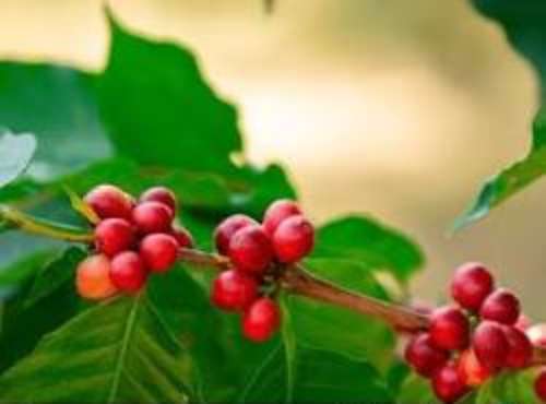 mata de café en todo su esplendor, llamativa por sus granos color cereza lo que significa que está en su punto óptimo de madurez y listo para ser cosechado